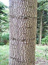 Bark