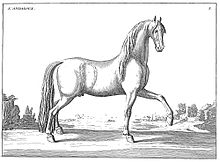 Gravure d'un cheval en pied à la robe claire présentant son profil droit dans un paysage andalou.