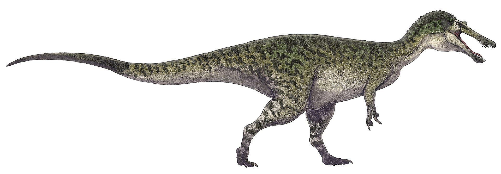 1920px-Baryonyx_walkeri_restoration.jpg