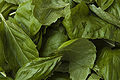 Pesto alla genovese is made from basil leaves,