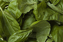 Basil leaves (Ocimum basilicum).