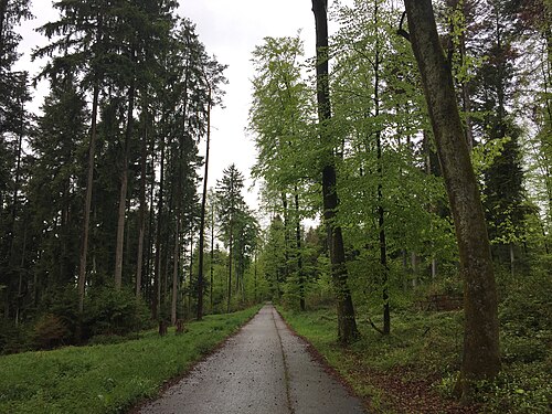 Bassersdorf Forest