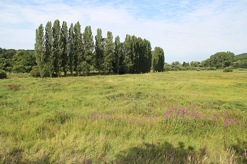 File:Bassin de Coupières à Gif-sur-Yvette 2012 07.jpg