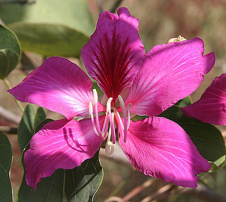 Bauhinia variegata (Kachnar) in Hyderabad, AP W IMG 1463.jpg