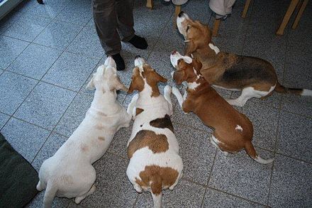 Beagle hound colours: Two-coloured "tan and white" (older female with fading colour), tricoloured broken, two-coloured "red and white", "tricoloured"
