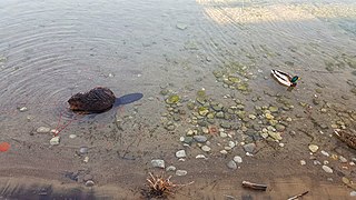 Beaver 2018-04-30 10-05-58 (40008280730).jpg