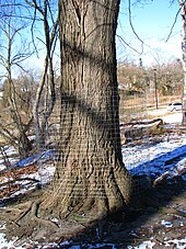 A wire mesh fence installed around a tree trunk in Toronto. Wire mesh fences are used in an attempt to prevent beavers' damage. Beavers Ain't Chopping That Tree Down (4340897705).jpg