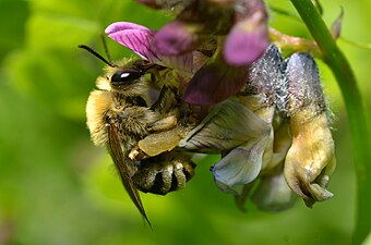 Andrena labialis or Taeniandrena (ovatula, lathyri, wilkella ,etc)