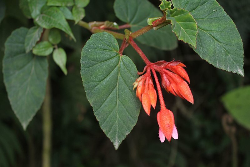 File:Begonia ferruginea.jpg