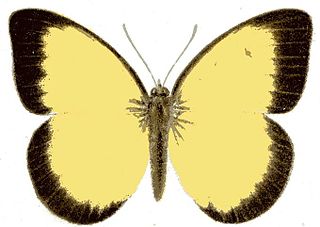 <i>Belenois hedyle</i> Species of butterfly