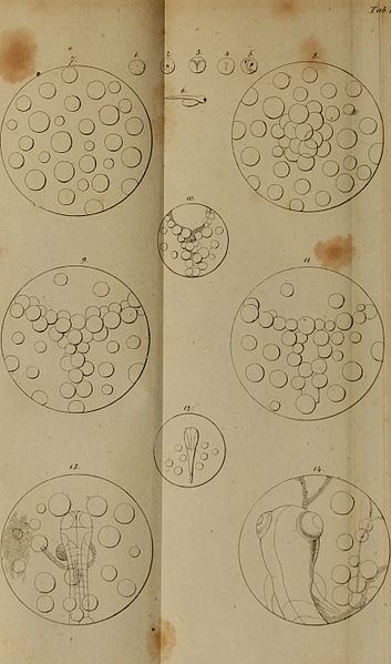 File:Beobachtungen über die Nerven und das Blut in ihrem gesunden und krankhaften Zustande (1830) (20177724519).jpg