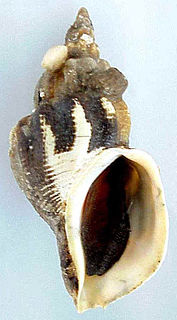 <i>Beringius kennicottii</i> Species of gastropod