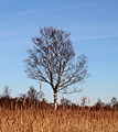 Berk (Betula) Nationaal Park Weerribben-Wieden.