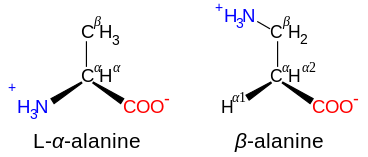 Схематическое сравнение структур β-аланина и α-аланина 