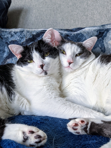 A bonded pair of sisters cuddling. Half-closed eyes show relaxation, trust, and affection. Betty and Boop, bonded pair of cat sisters.webp