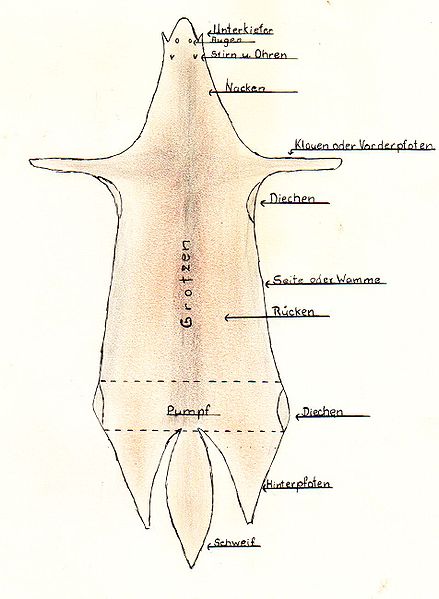 File:Bezeichnung der Fellteile.jpg