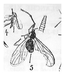 Bibio nigripennis N. Théobald 1937 holtype éch II Inst. Géol. Marseille x3 p. 286 pl XX Insectes de Camoins-les-Bains.jpg