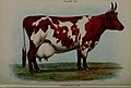 Biggle cow book; old time and modern cow-lore rectified, concentrated and recorded for the benefit of man (1913) (19747339044).jpg