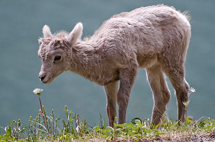 Bighorn sheep (such as this lamb in Alberta) have declined dramatically since European-American settlement of the mountains