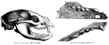 Skull and dentition of the binturong, as illustrated in Paul Gervais' Histoire naturelle des mammiferes Binturongskull.png