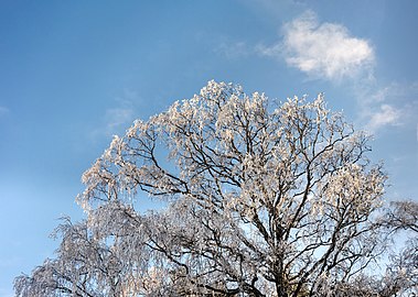 Birch with frost and ice in Lyckan, Hunnebostrand