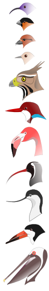 File:BirdBeaks.svg