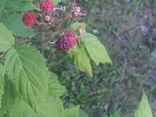 Wild black raspberry fruits at different stages of maturity Black Raspberry.jpg