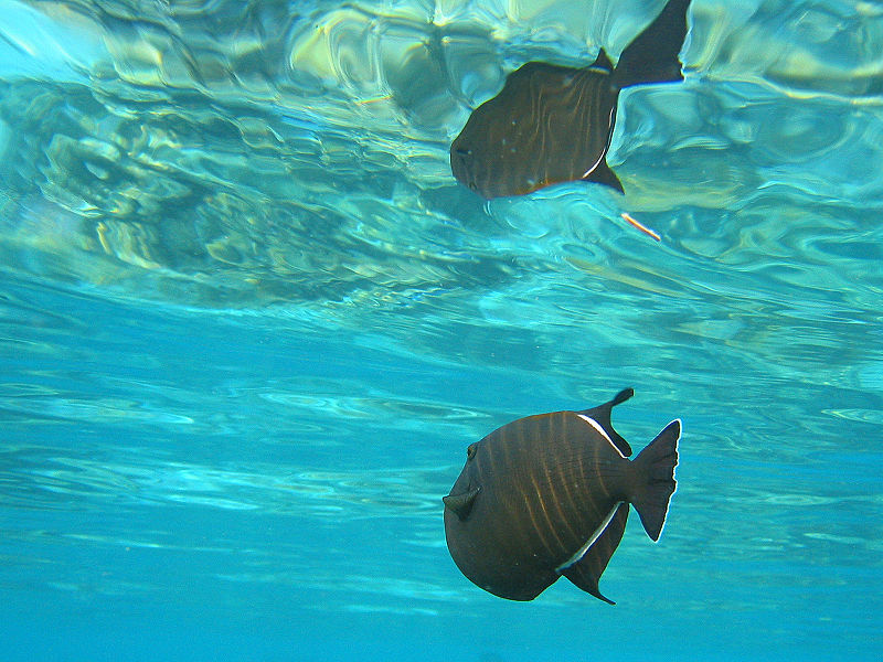 File:Black triggerfish.jpg