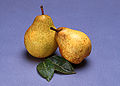 Blake's Pride pear (Image courtesy of USDA, ARS)