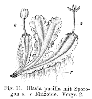 Blasia pusilla