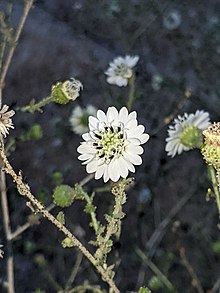 Blepharizonia laxa.jpg