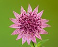   Bloem van een Astrantia major 'Roma'.