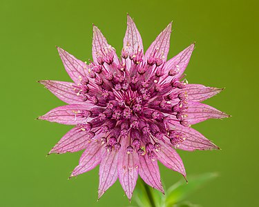 Bloem van een Astrantia major 'Roma'. 24-06-2021 (actm.) 02