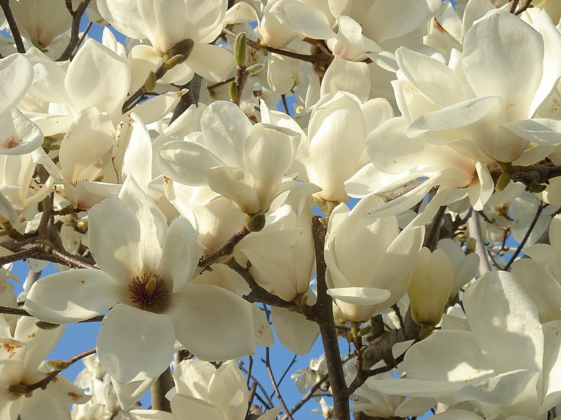 File:Blossoms 2.jpg