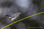 Thumbnail for File:Blue-Gray Gnatcatcher (6306291871).jpg