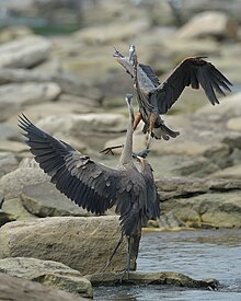 Blue Heron.1.jpg