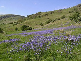 Fawcett Forest Human settlement in England