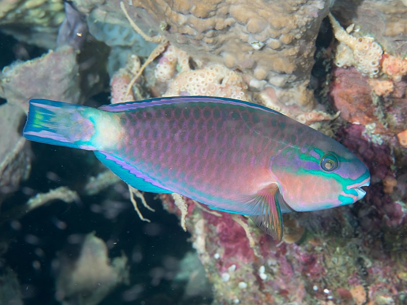 File:Bluepatch parrotfish (Scarus forsteni) (46727237755).jpg