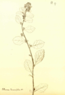 Blumea hieraciifolia Hector Léveillé 1918.png