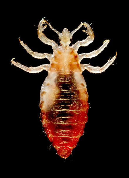 Энтомозы животных. Головная вошь (Pediculus humanus capitis). Платяная вошь (Pediculus humanus corporis). Платяная вошь возбудитель.