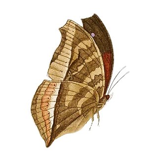 <i>Salamis augustina</i> Species of butterfly