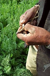 A produce farmer examining beans grown in a greenhouse Boliviabeans.jpg