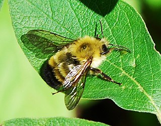 <i>Bombus perplexus</i> Species of bee