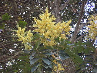 <i>Tachigali</i> Genus of legumes