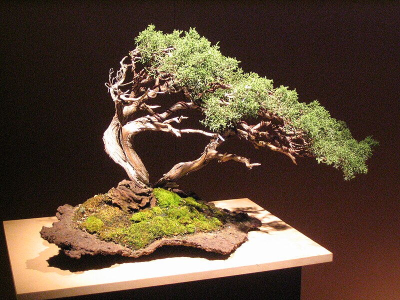 File:Bonsai IMG 6394.jpg