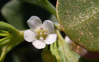 <i>Myoporum boninense</i> Species of shrub