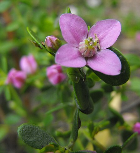 Boronia crenulata