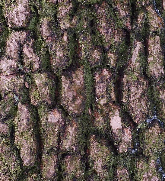 File:Boxwood Buxus sempervirens var. arborescens Bark Closeup 1825px.jpg