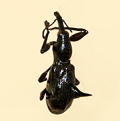Brentidae - Aporhina bispinosa.JPG