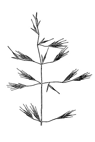 <i>Bromus orcuttianus</i> Species of flowering plant